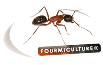 fourmiculture.com