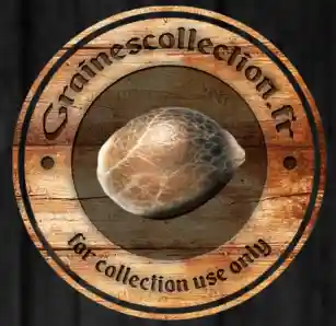 grainescollection.fr